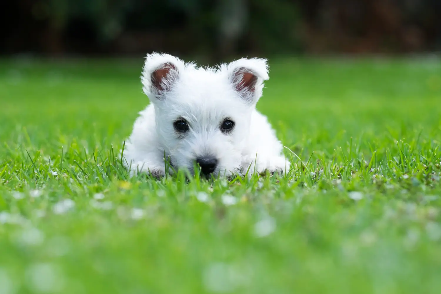 Buying a Westie puppy means taking responsibility! Buy Westie puppies.