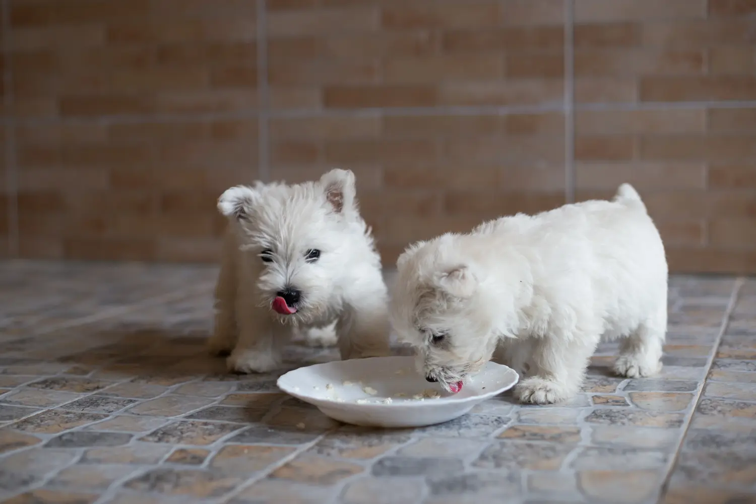 Buying a Westie puppy means taking responsibility! Buy Westie puppies.
