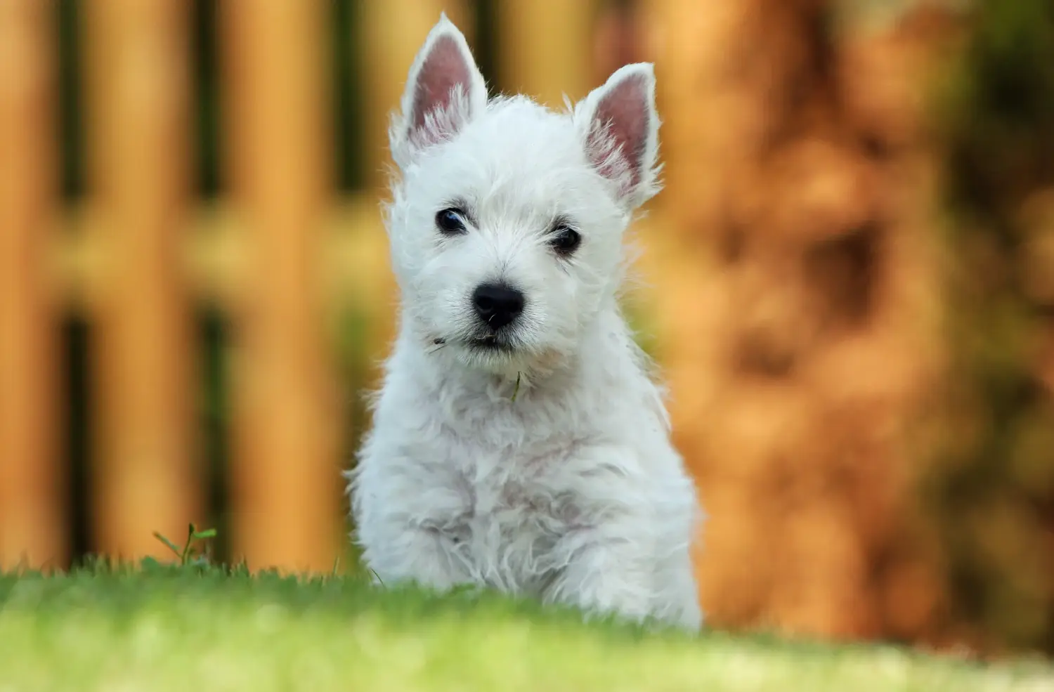 Buying a Westie puppy means taking responsibility! Buy Westie puppies.
