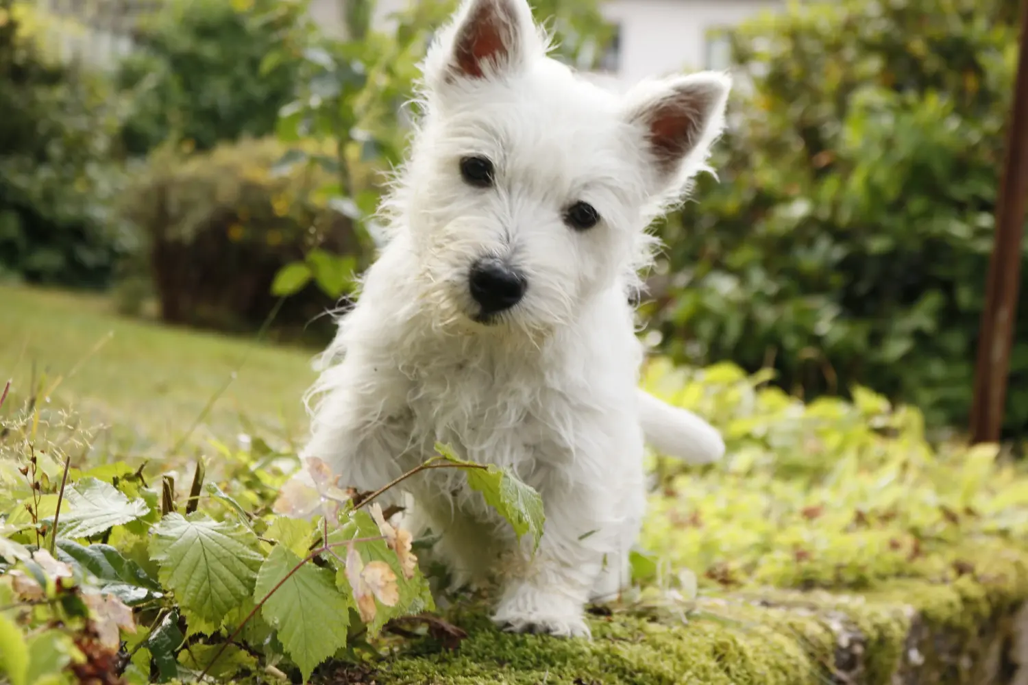 Buying a Westie puppy means taking responsibility! Buy Westie puppies.