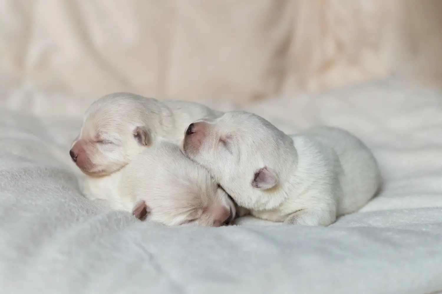 Buying a Westie puppy means taking responsibility! Buy Westie puppies.