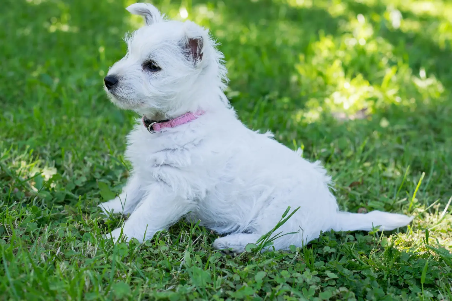 Buying a Westie puppy means taking responsibility! Buy Westie puppies.