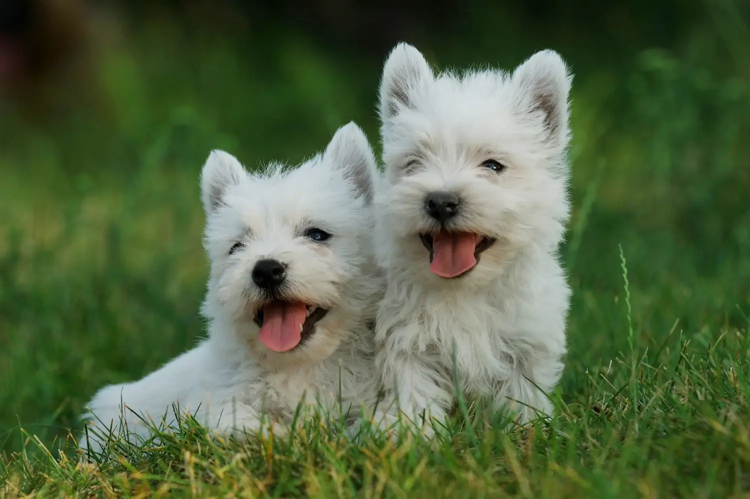 Buying a Westie puppy means taking responsibility! Buy Westie puppies.