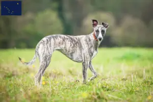 Read more about the article Whippet breeders and puppies in Alaska