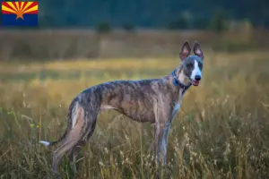 Read more about the article Whippet breeders and puppies in Arizona