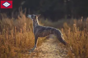 Read more about the article Whippet breeders and puppies in Arkansas
