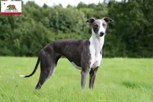 Read more about the article Whippet breeders and puppies in California