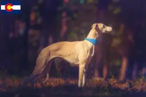 Read more about the article Whippet breeders and puppies in Colorado