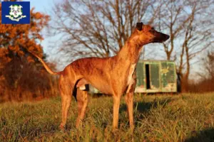Read more about the article Whippet breeders and puppies in Connecticut
