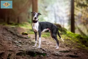 Read more about the article Whippet breeders and puppies in Delaware