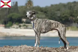 Read more about the article Whippet breeders and puppies in Florida