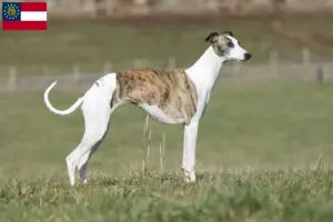 Read more about the article Whippet breeders and puppies in Georgia