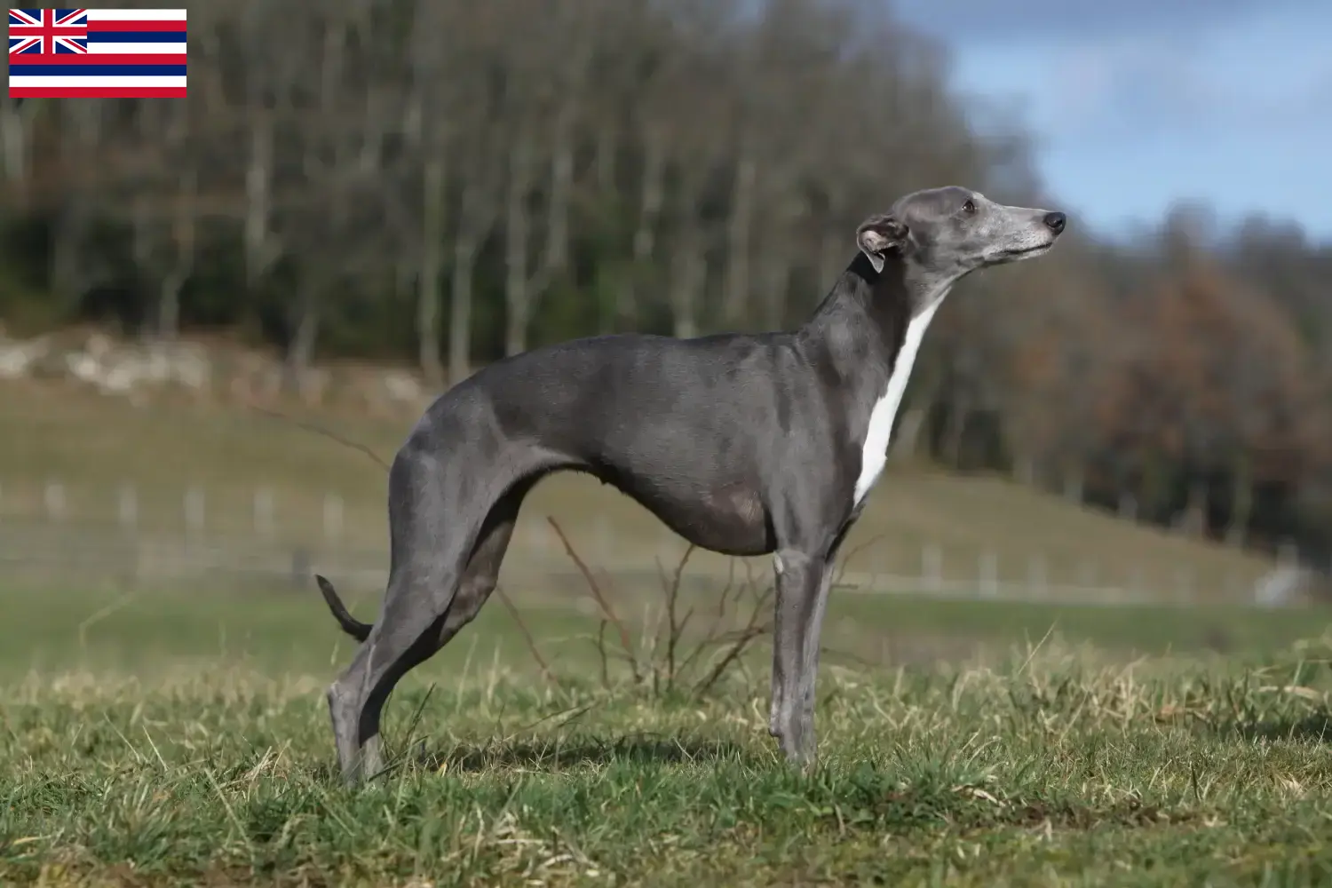 Whippet puppies and breeder Hawaii Find Whippets breeders in Hawaii.