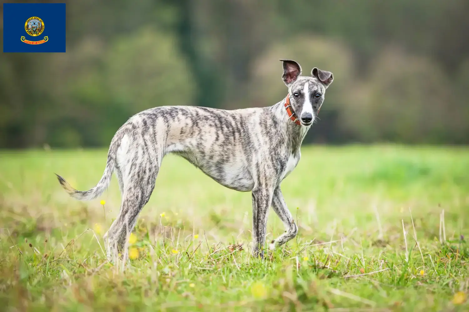 Whippet puppies and breeders Idaho Find Whippets breeders in Idaho.