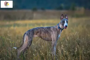 Read more about the article Whippet breeders and puppies in Illinois