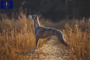 Read more about the article Whippet breeders and puppies in Indiana
