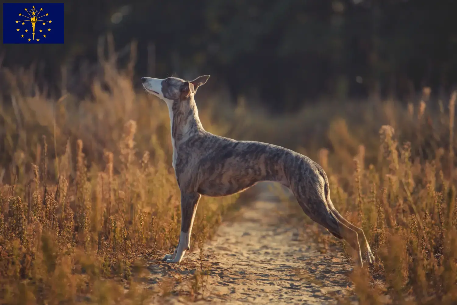 Whippet puppies and breeder Indiana Find Whippets breeders in Indiana.