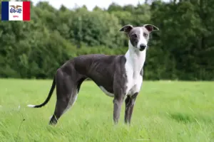 Read more about the article Whippet breeders and puppies in Iowa