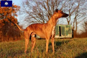 Read more about the article Whippet breeders and puppies in Kentucky