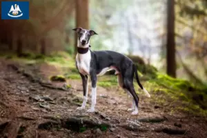 Read more about the article Whippet breeders and puppies in Louisiana