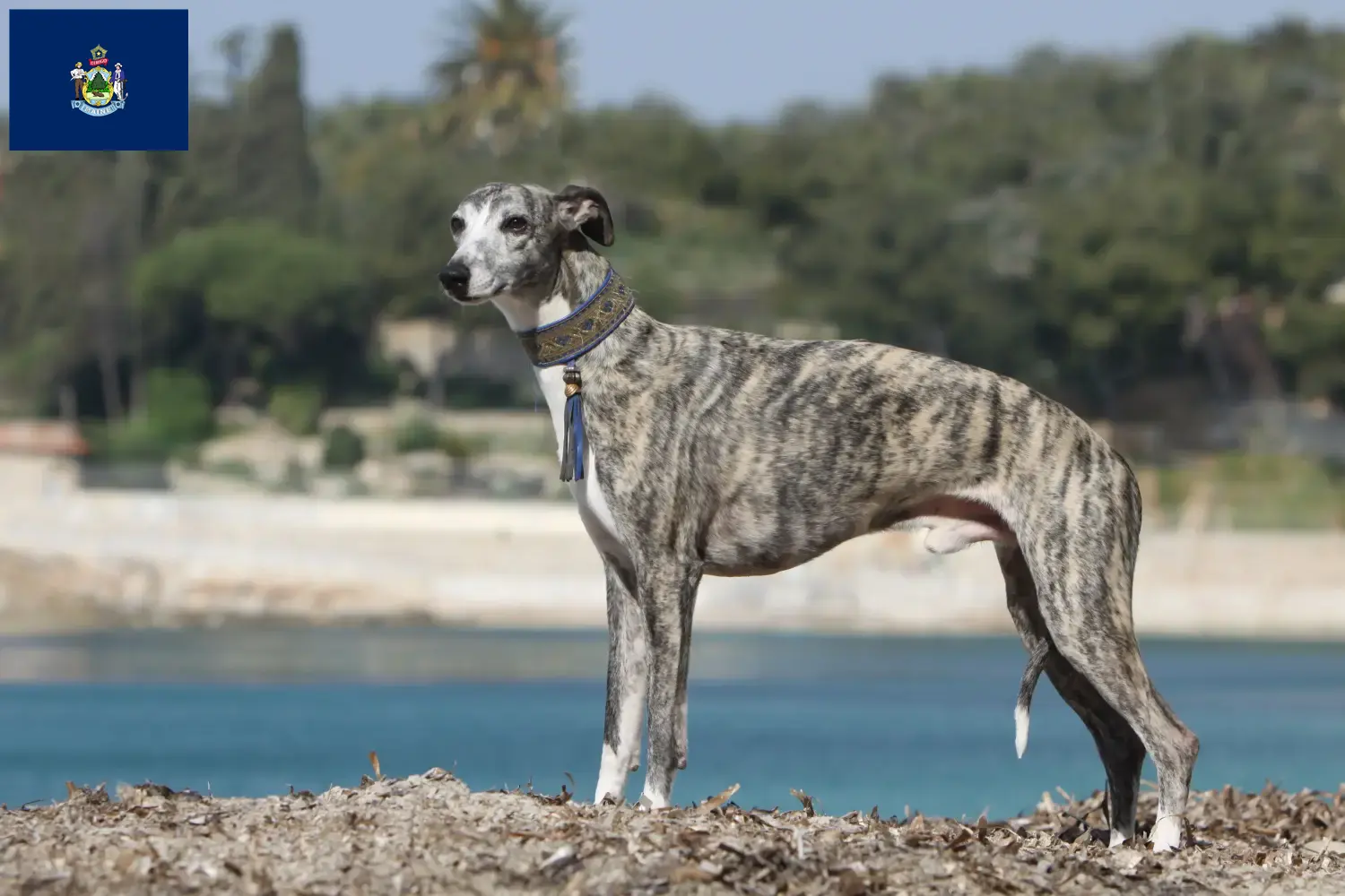 Whippet puppies and breeders Maine Find Whippets breeders in Maine.