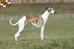 Read more about the article Whippet breeders and puppies in Maryland