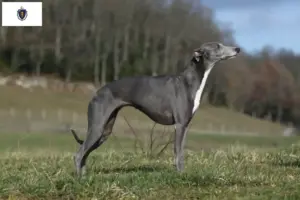 Read more about the article Whippet breeders and puppies in Massachusetts