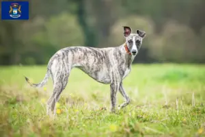 Read more about the article Whippet breeders and puppies in Michigan