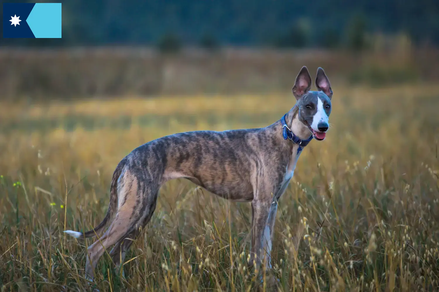 Whippet puppies and breeders Minnesota Find Whippets breeders in Minnesota.