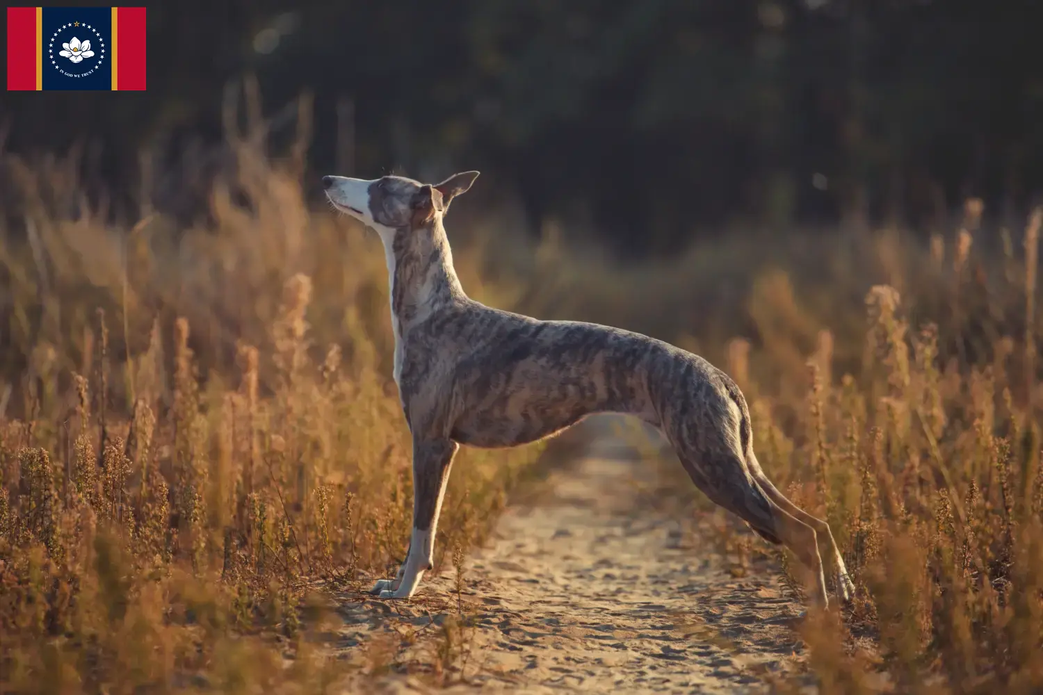 Read more about the article Whippet breeders and puppies in Mississippi
