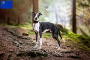 Read more about the article Whippet breeders and puppies in Nevada