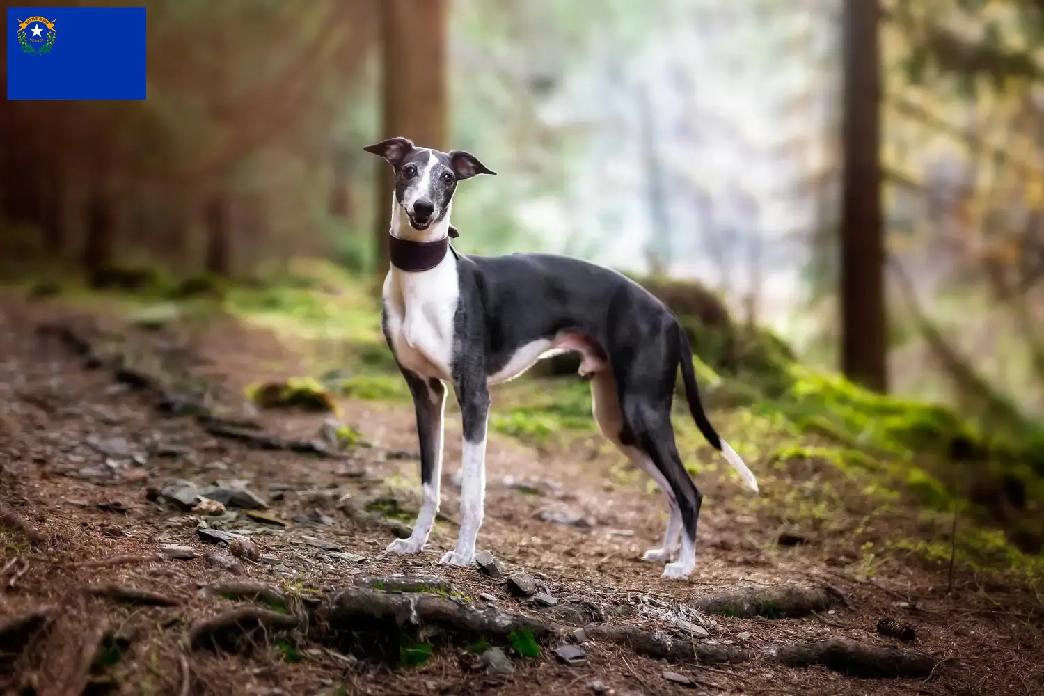 Whippet puppies and breeder Nevada Find Whippets breeders in Nevada.