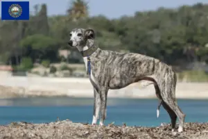 Read more about the article Whippet breeders and puppies in New Hampshire