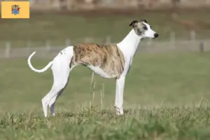 Read more about the article Whippet breeders and puppies in New Jersey