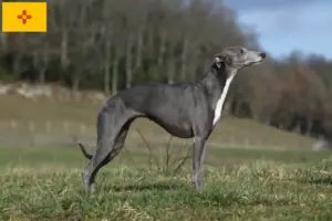 Read more about the article Whippet breeders and puppies in New Mexico