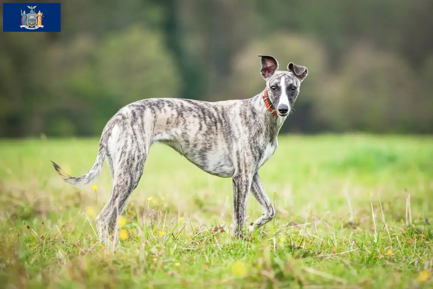 Whippet puppies and breeder New York Find Whippets breeders in New York here.