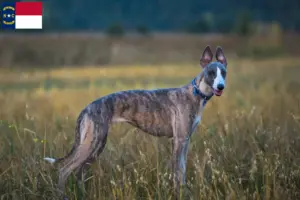 Read more about the article Whippet breeders and puppies in North Carolina
