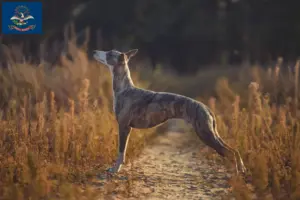Read more about the article Whippet breeders and puppies in North Dakota