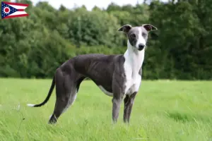 Read more about the article Whippet breeders and puppies in Ohio