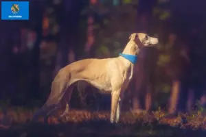 Read more about the article Whippet breeders and puppies in Oklahoma