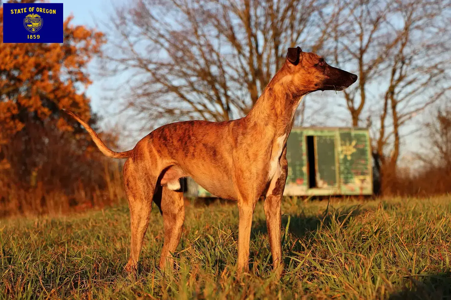 Whippet puppies and breeder Oregon Find Whippets breeders in Oregon.