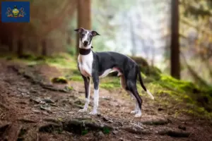 Read more about the article Whippet breeders and puppies in Pennsylvania