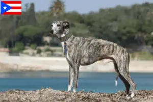 Read more about the article Whippet breeders and puppies in Puerto Rico