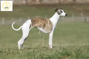Read more about the article Whippet breeders and puppies in Rhode Island