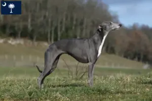 Read more about the article Whippet breeders and puppies in South Carolina