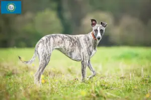 Read more about the article Whippet breeders and puppies in South Dakota