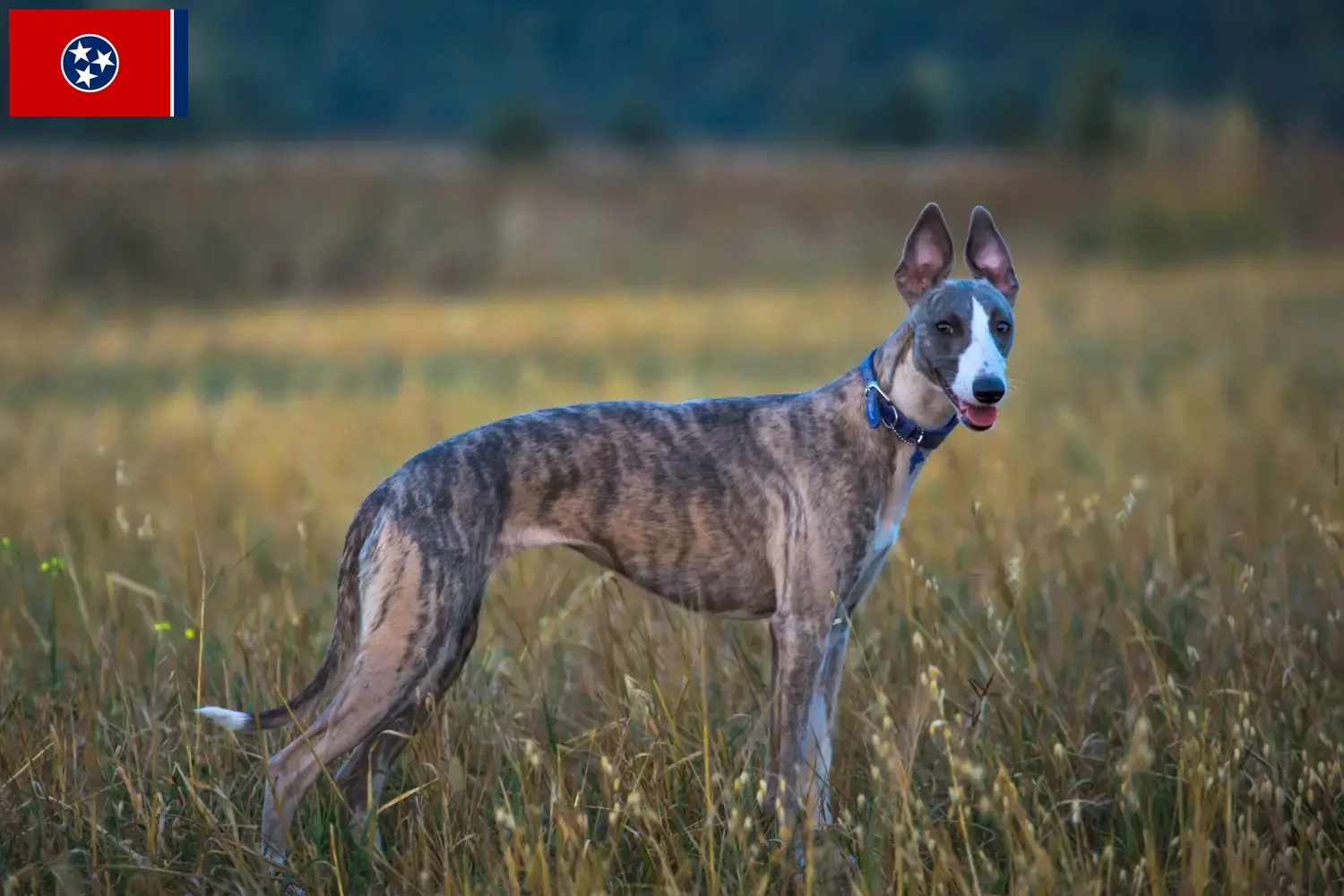 Read more about the article Whippet breeders and puppies in Tennessee