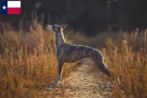 Read more about the article Whippet breeders and puppies in Texas