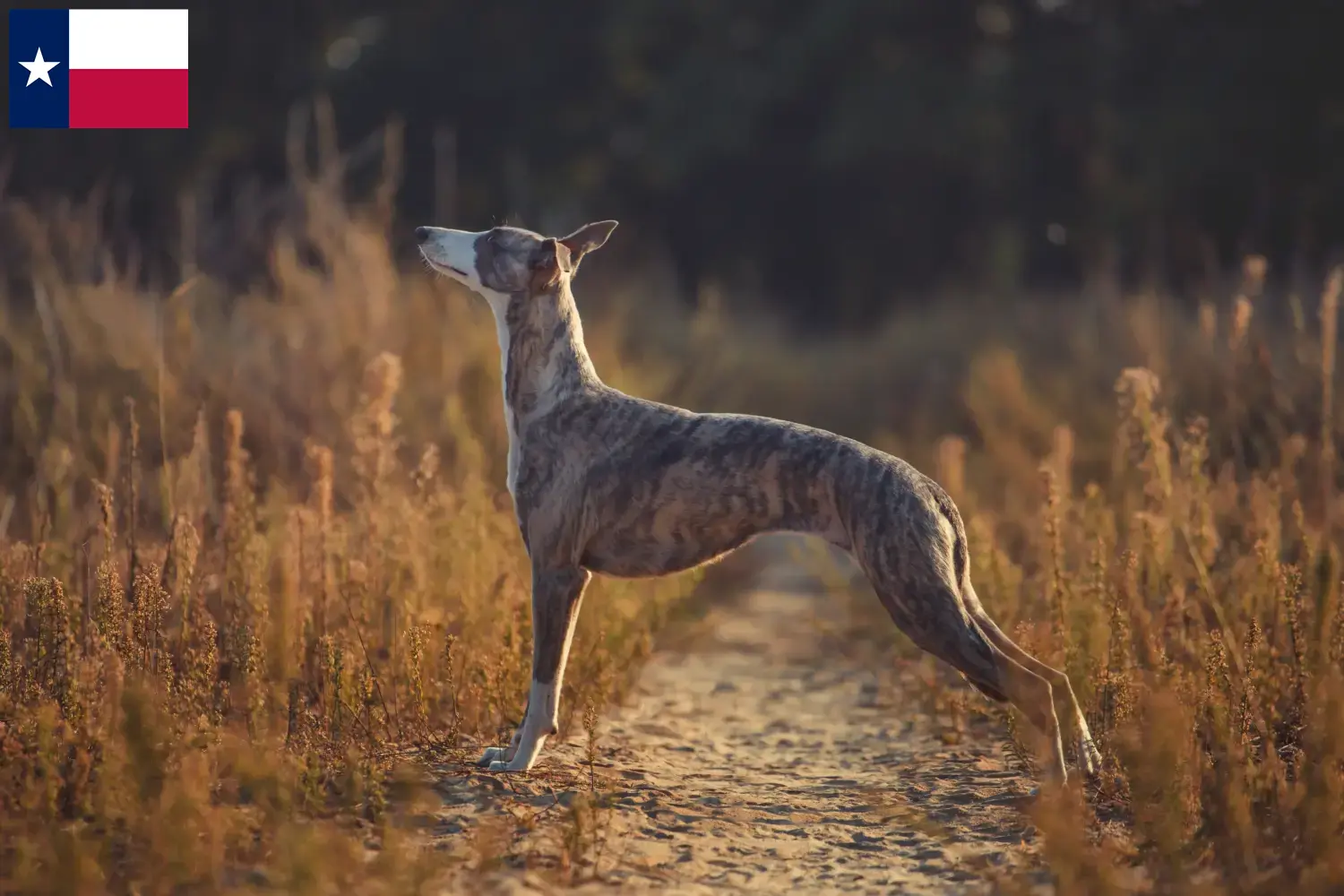 Read more about the article Whippet breeders and puppies in Texas