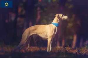 Read more about the article Whippet breeders and puppies in Vermont